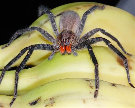 Banana spiders get their common name because their abdomen (back section) is a bright yellow. Female banana spiders can be 3 inches or more across with their legs spread out, while males are rarely more than ½ to ¾ inches across. The black sections on their legs are fuzzy, like a bottle brush, and their cephalothorax (the front …